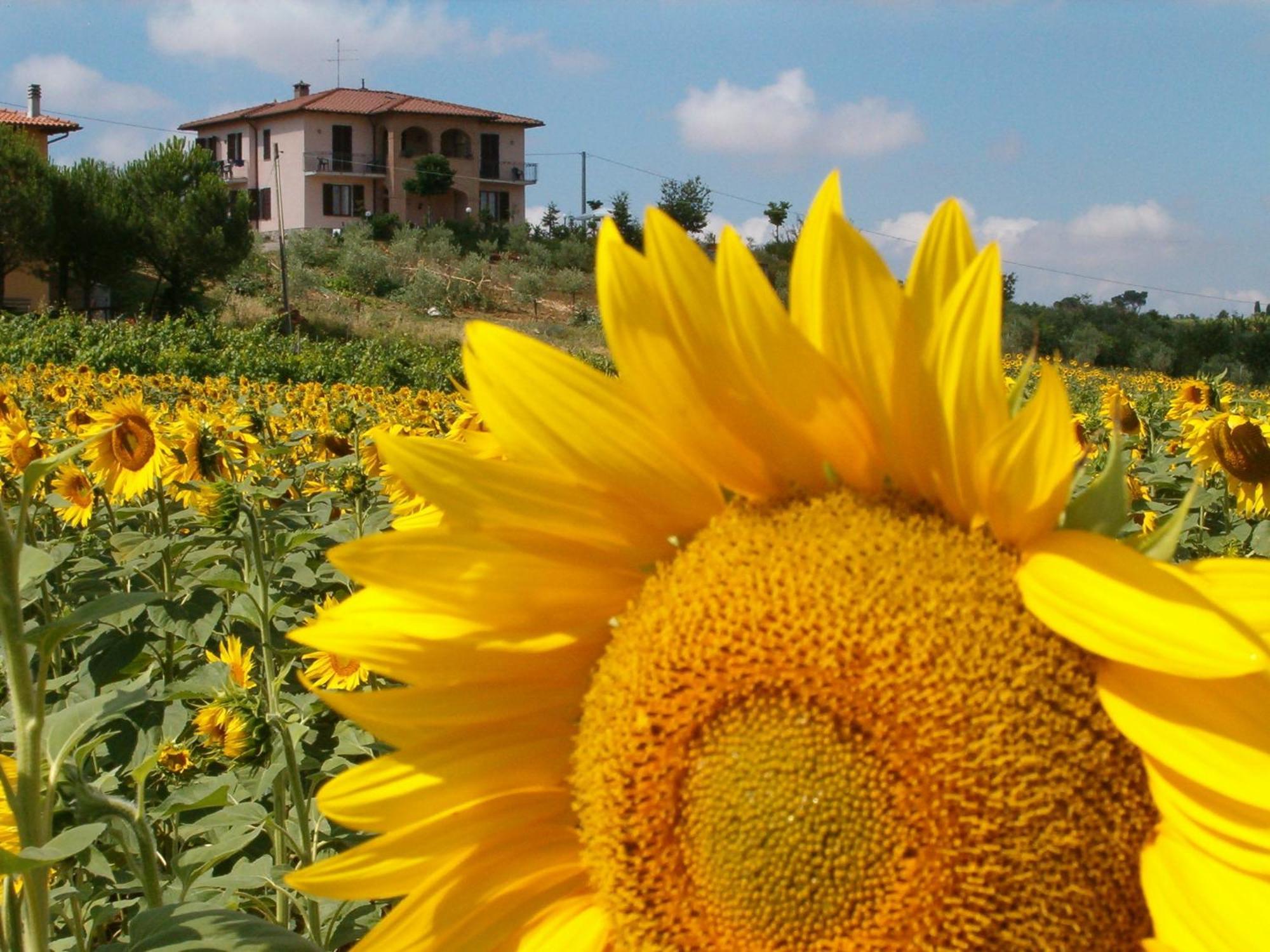 B&B Il Girasole - Rooms & House In Country - 1500 Meters From Historic Center Montepulciano Stazione מראה חיצוני תמונה